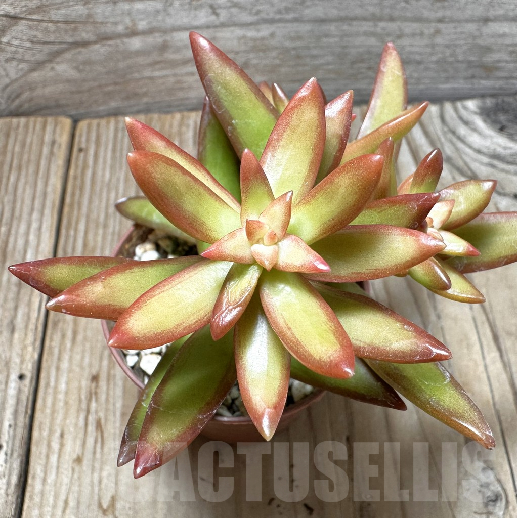 SL37651 Sedum nussbaumerianum