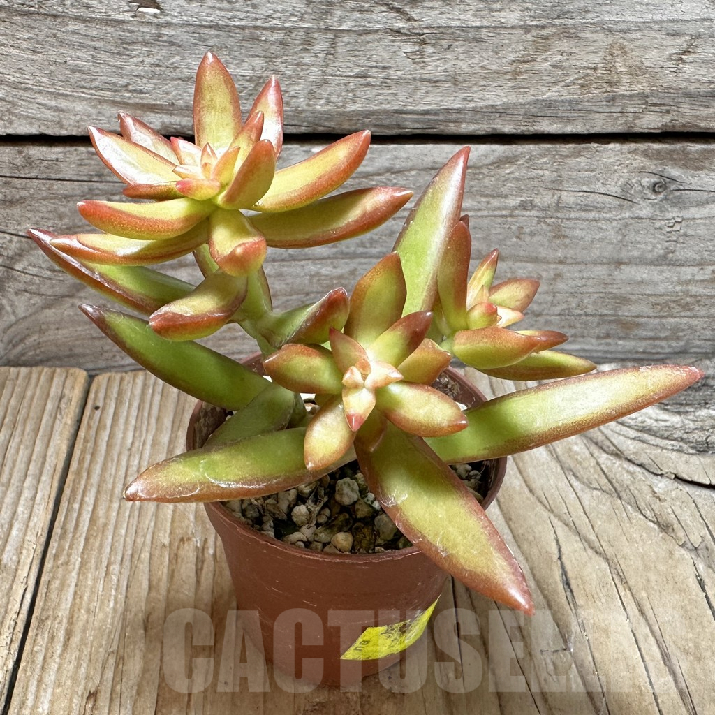 SL37651 Sedum nussbaumerianum - immagine 2