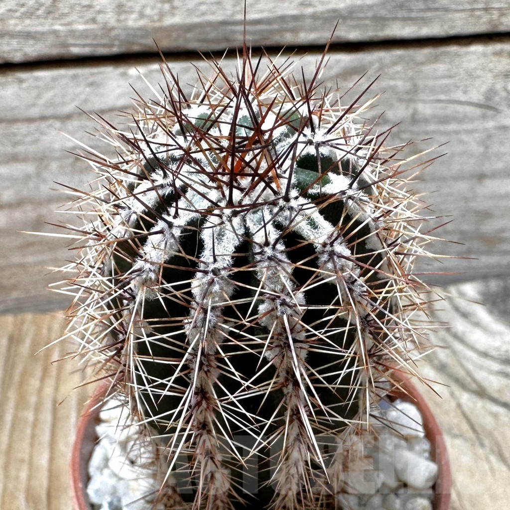 SL37652 Echinopsis 'Haku-jo'