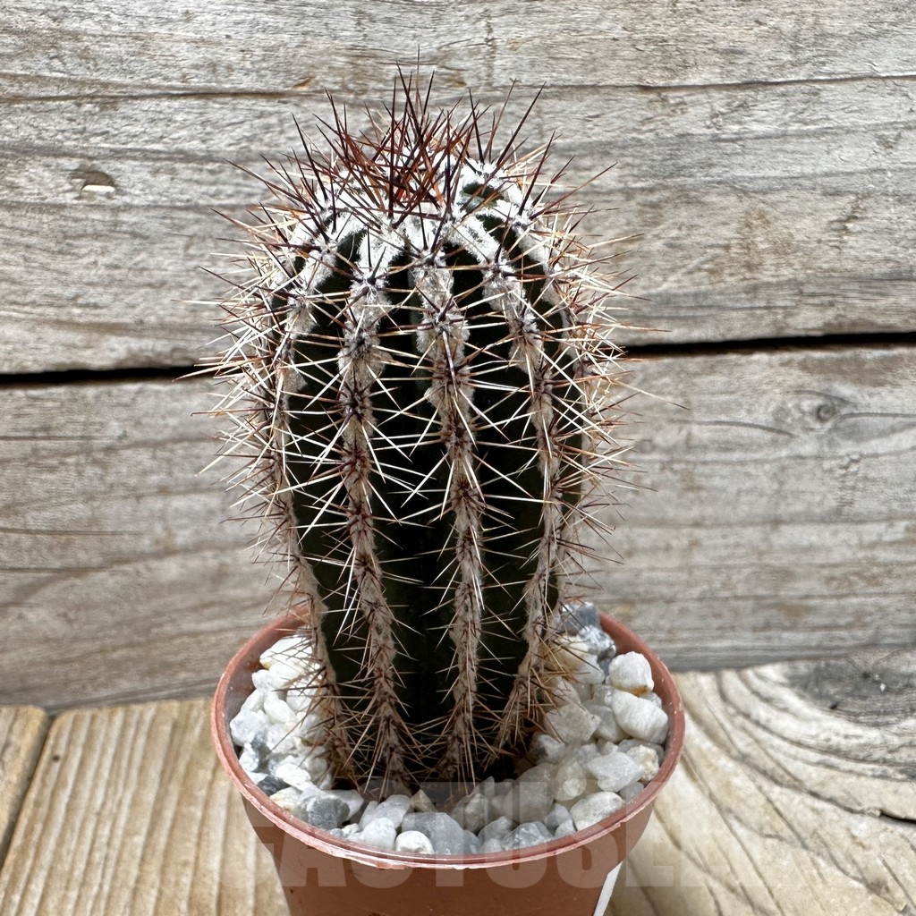 SL37652 Echinopsis 'Haku-jo' - Obrázek 2