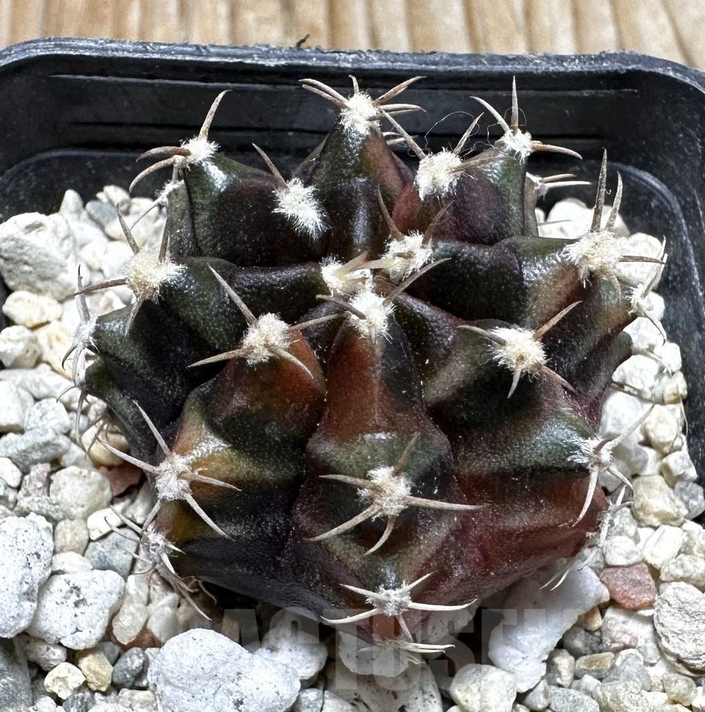 SHPR37694 Gymnocalycium mihanovichii ‘Sepia’ seedling