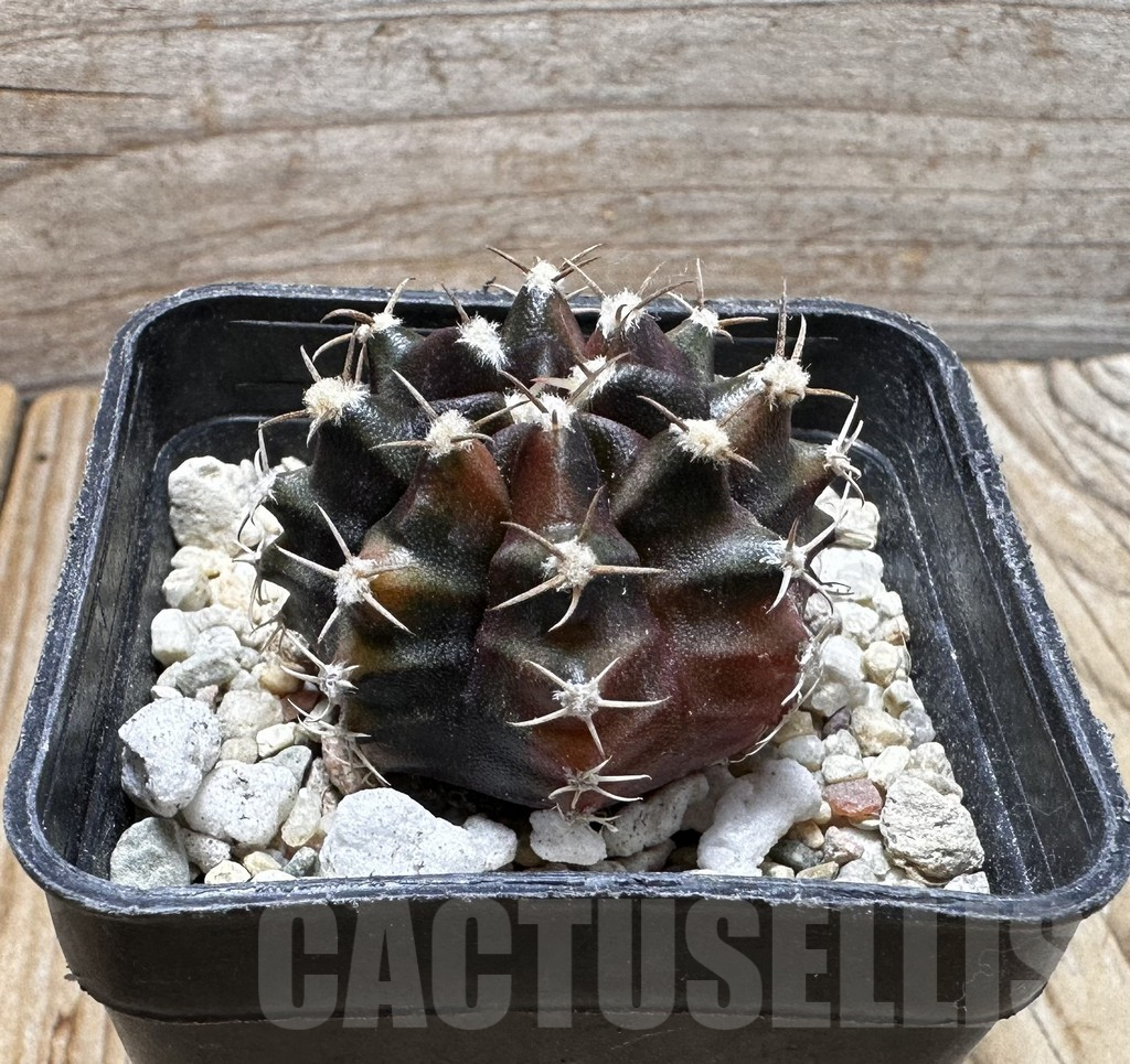 SHPR37694 Gymnocalycium mihanovichii ‘Sepia’ seedling - Obrázek 2
