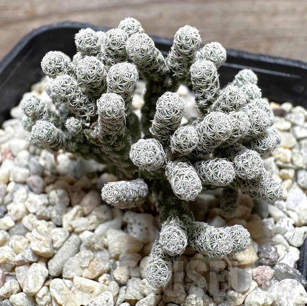 SHPR37696 Turbinicarpus krainzianus v. minimus