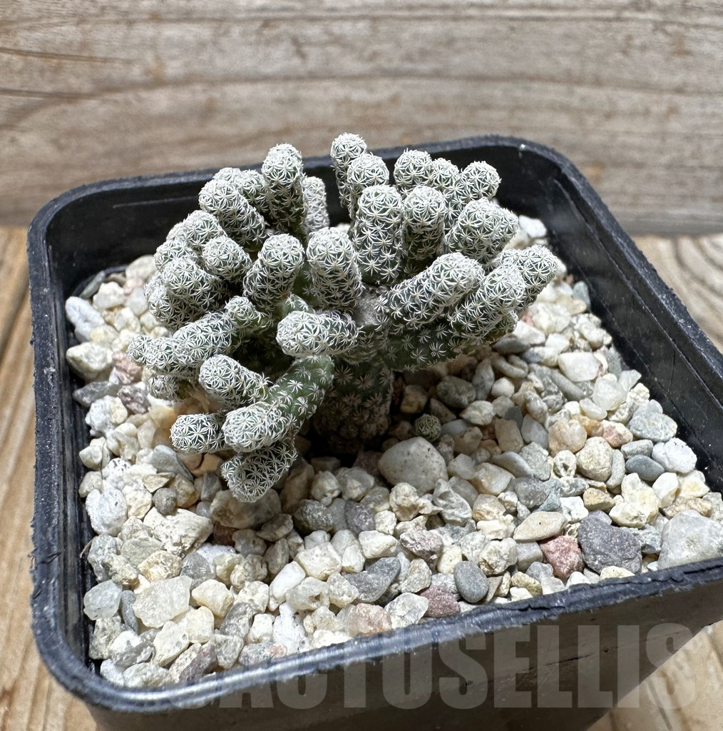 SHPR37696 Turbinicarpus krainzianus v. minimus - Obrázek 2