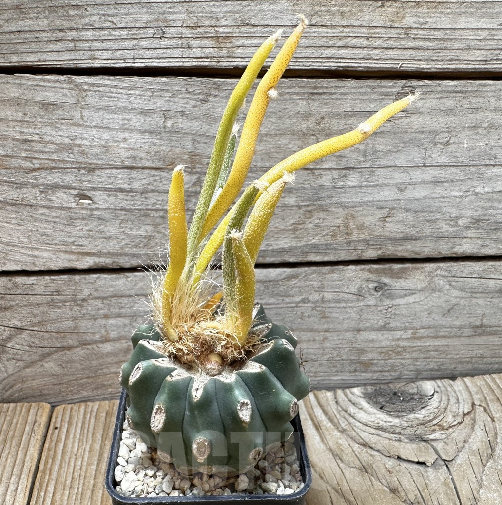 SHPR37697 Astrophytum caput-medusae f. variegata, grafted - Obrázek 2