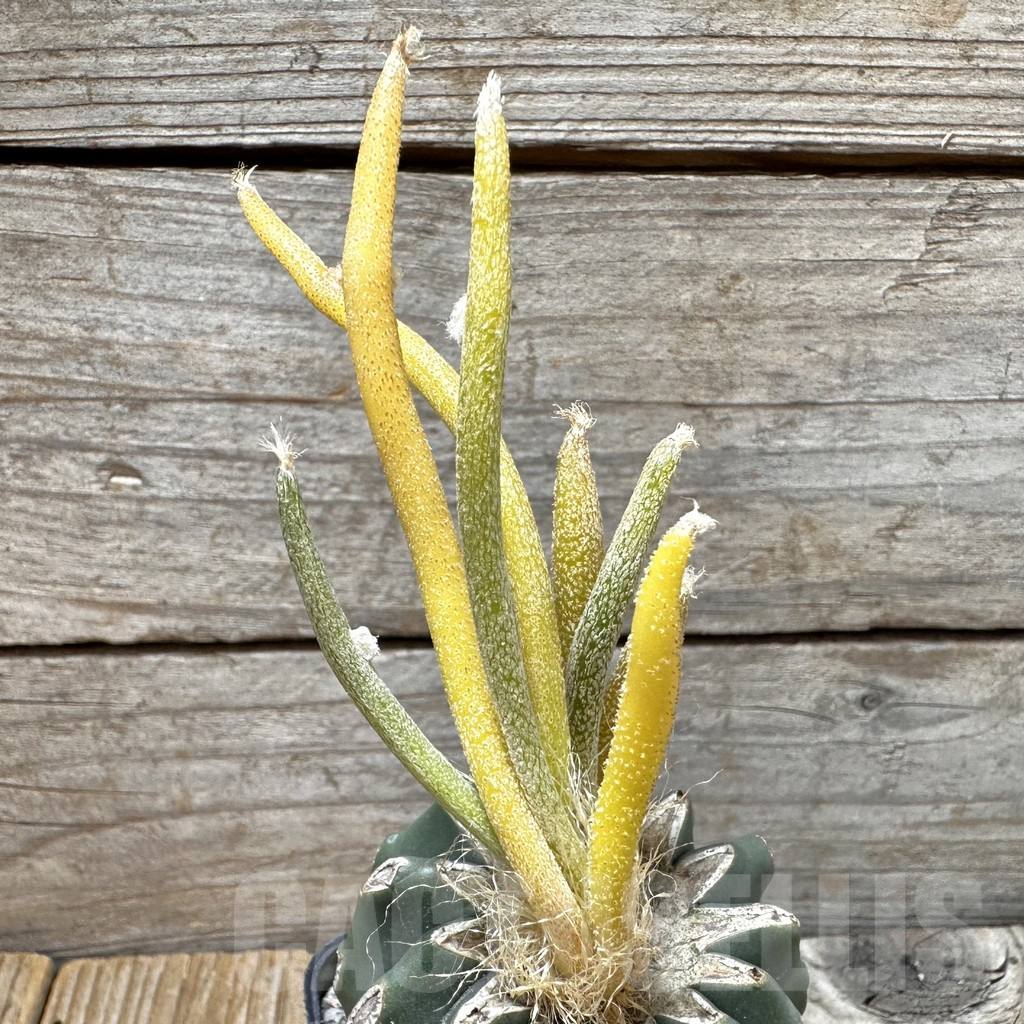 SHPR37697 Astrophytum caput-medusae f. variegata, grafted