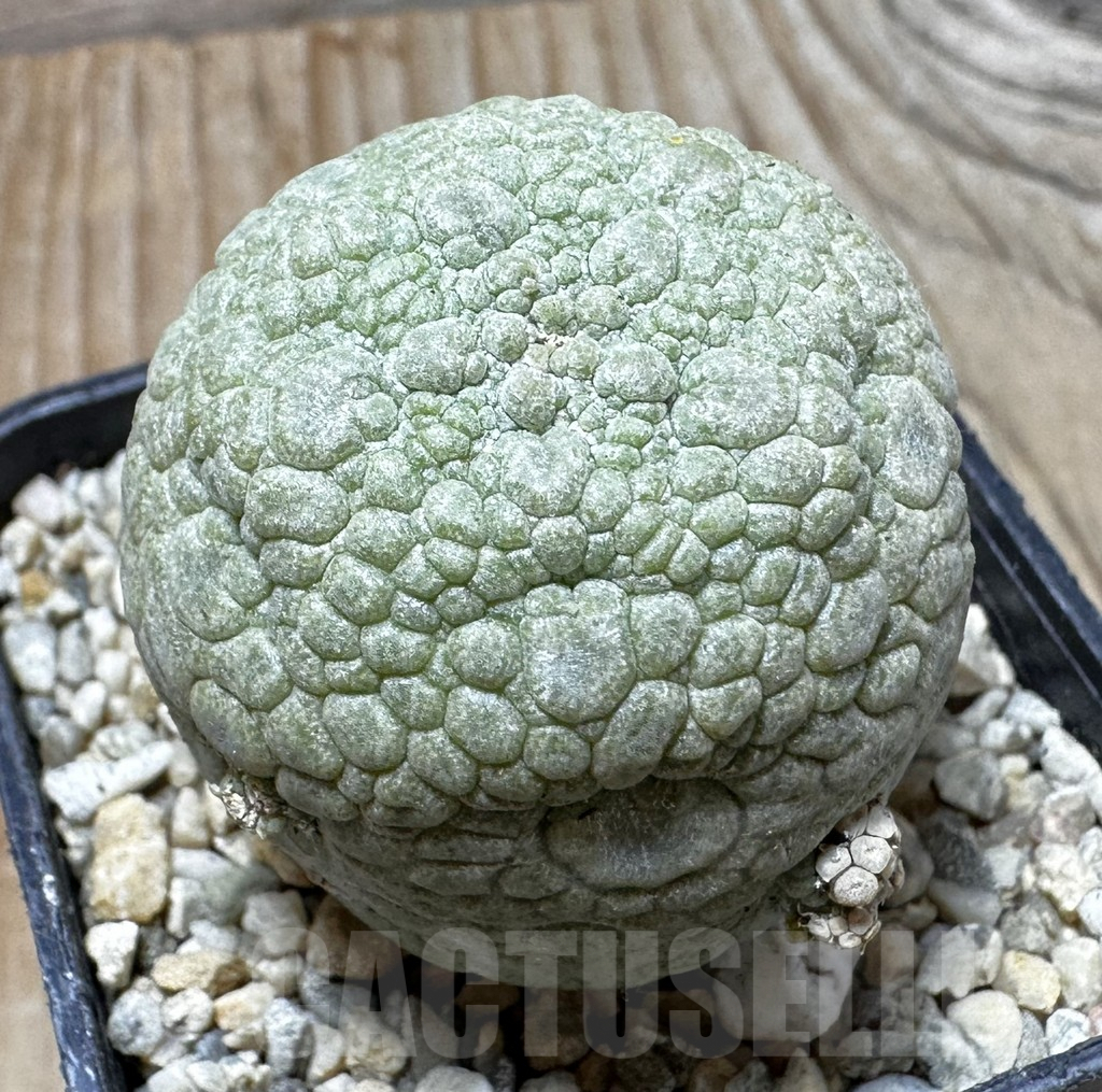 SHPR37615 Pseudolithos migiurtinus