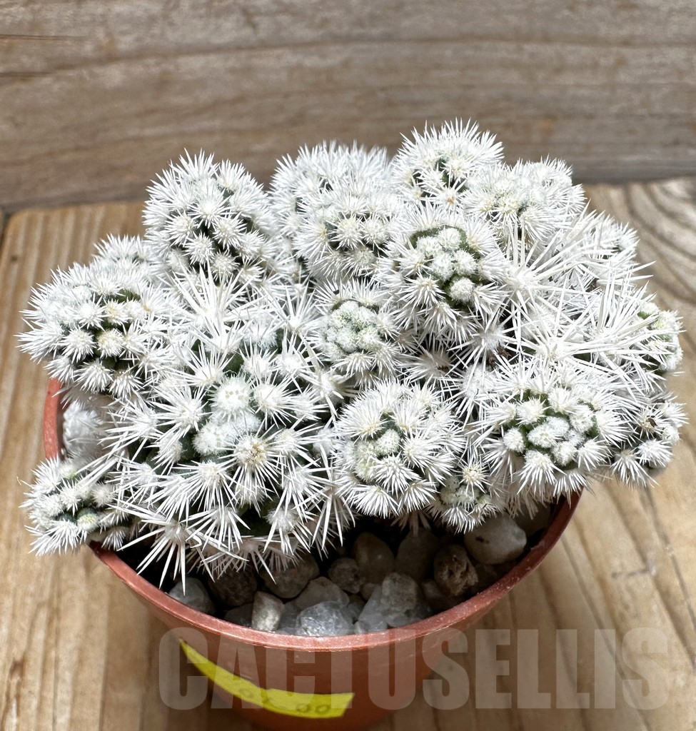 SHPR37699 Mammillaria gracilis ‘Arizona Snowcap’ - Image 2
