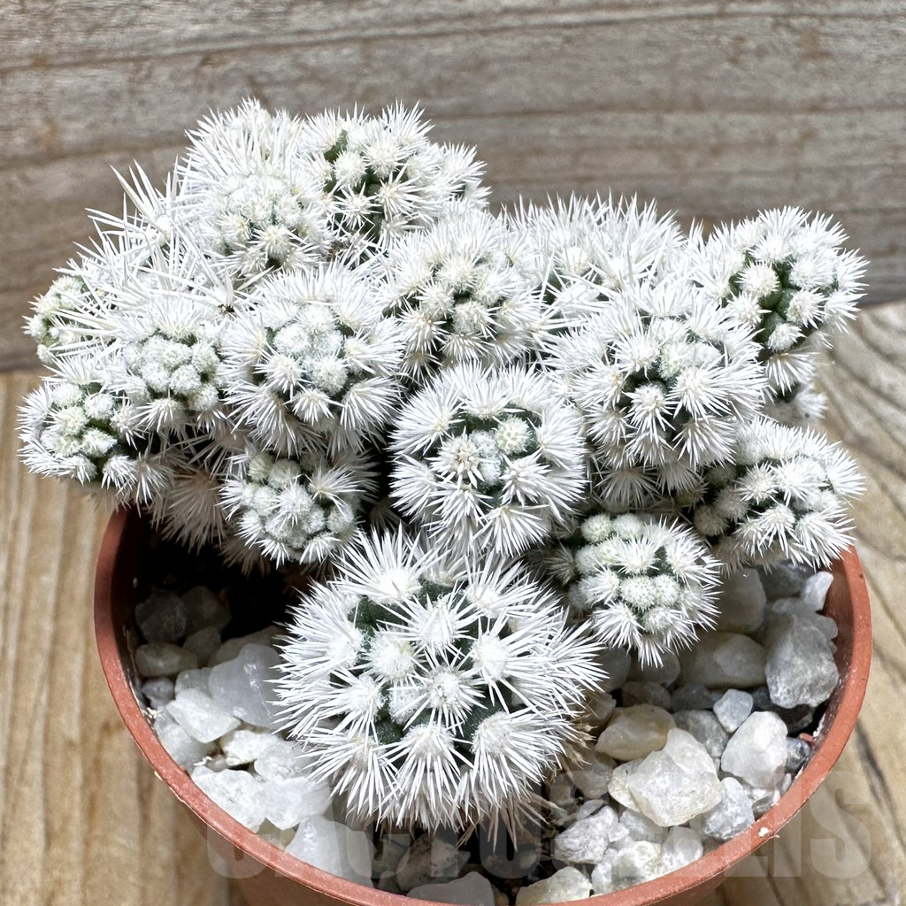 SHPR37699 Mammillaria gracilis ‘Arizona Snowcap’