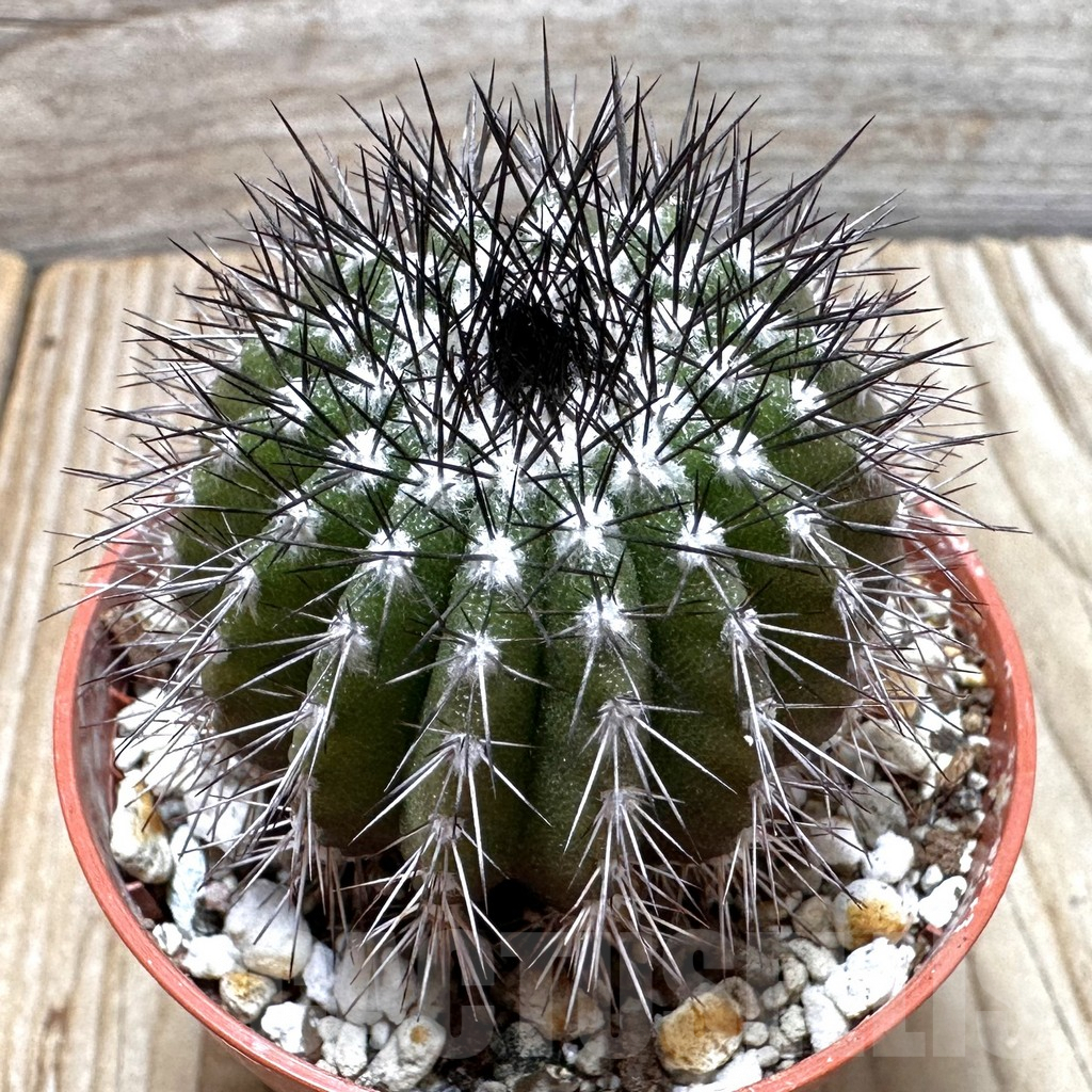 SHPR37700 Uebelmannia pectinifera, own roots