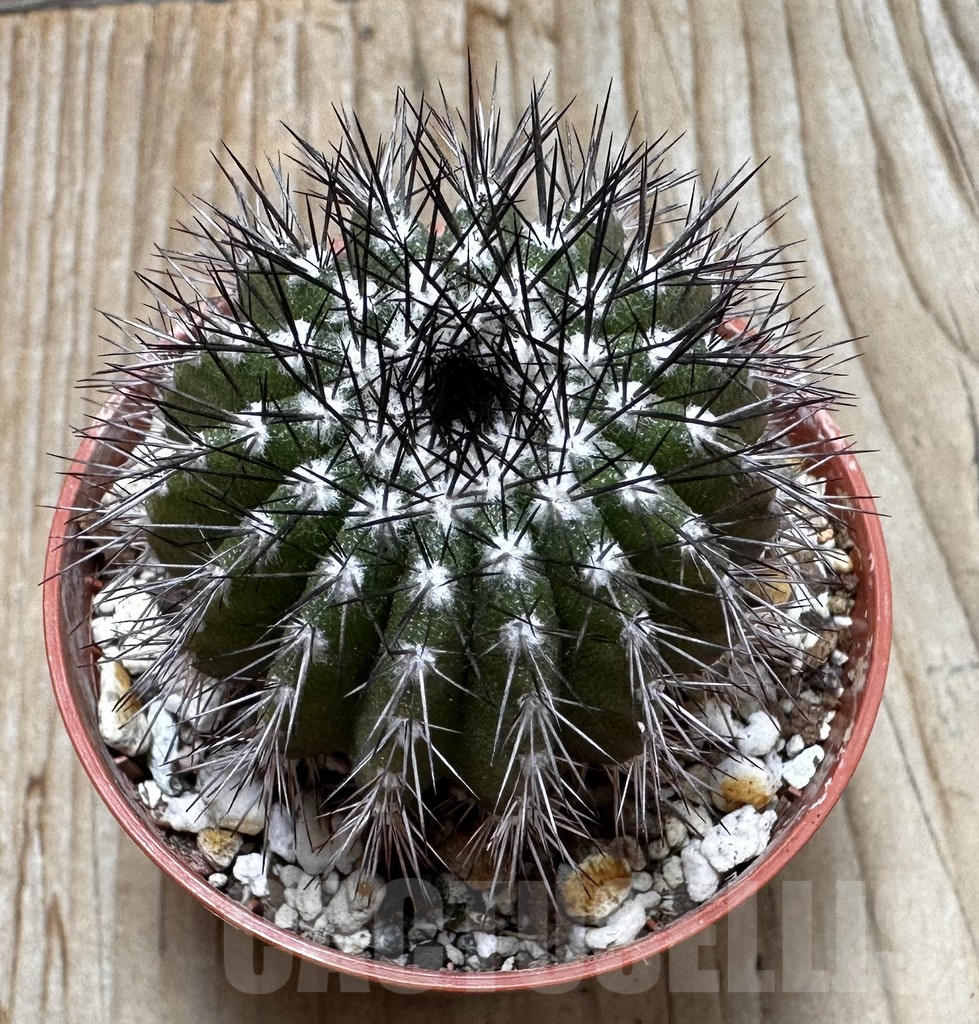 SHPR37700 Uebelmannia pectinifera, own roots - Image 2