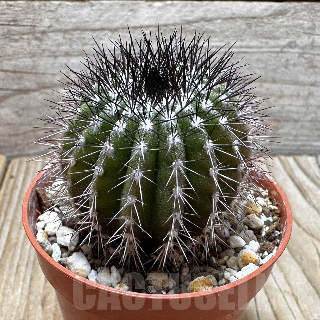 SHPR37700 Uebelmannia pectinifera, own roots - Image 3