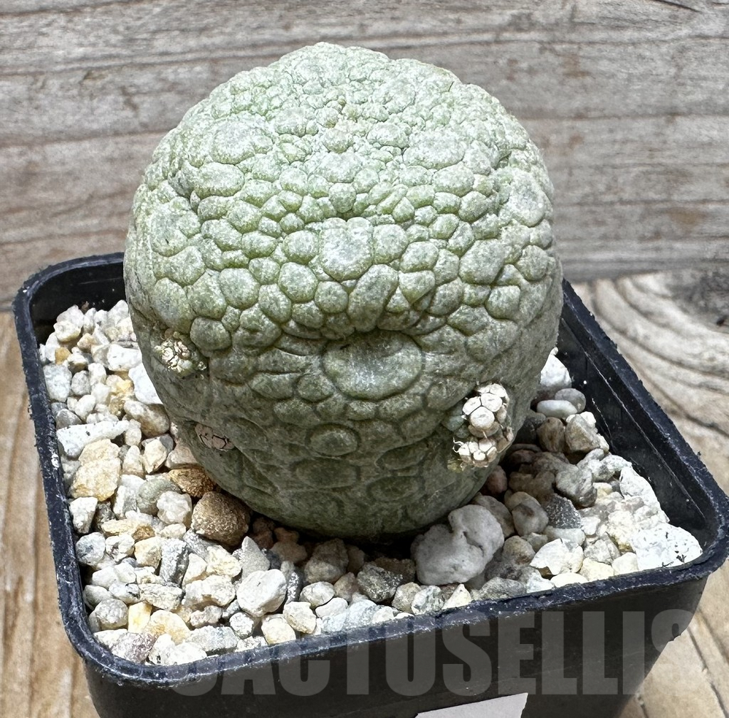 SHPR37615 Pseudolithos migiurtinus - Зображення 2