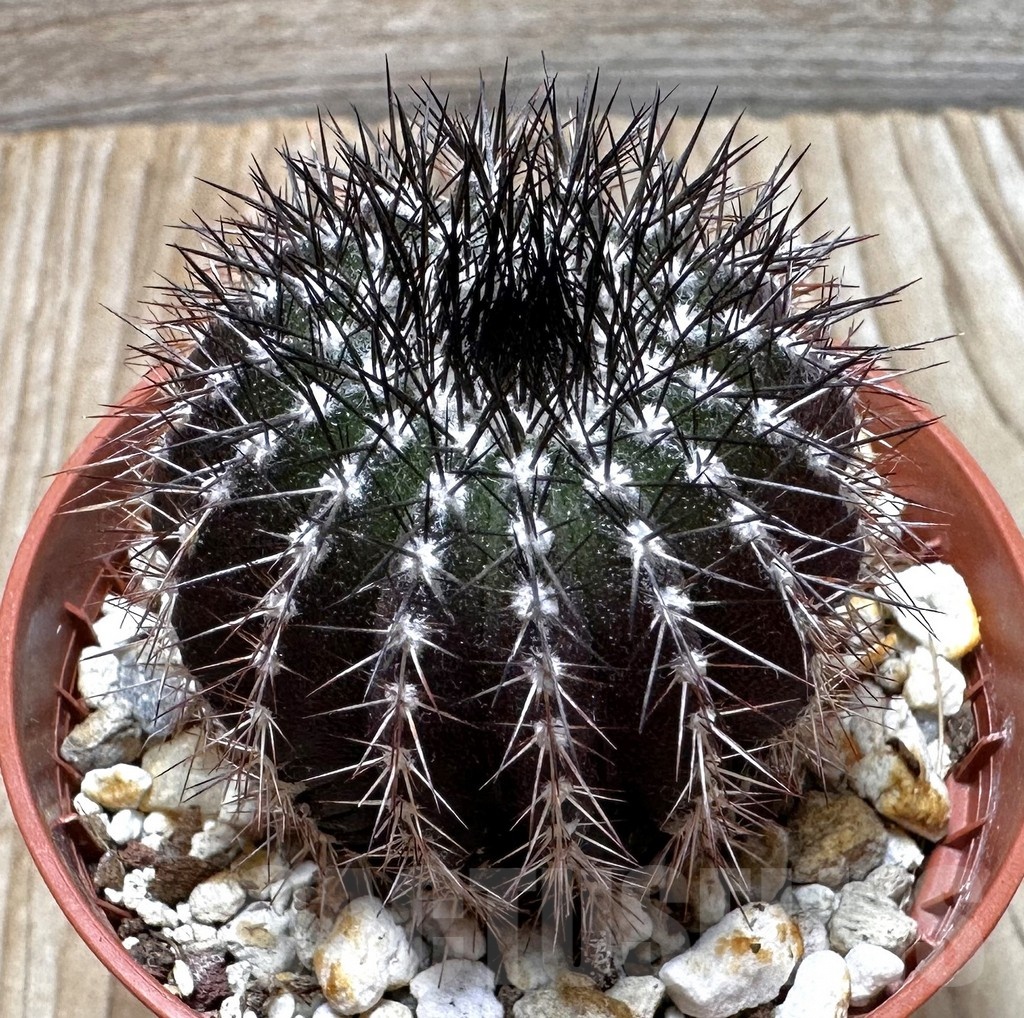 SHPR37701 Uebelmannia pectinifera, own roots