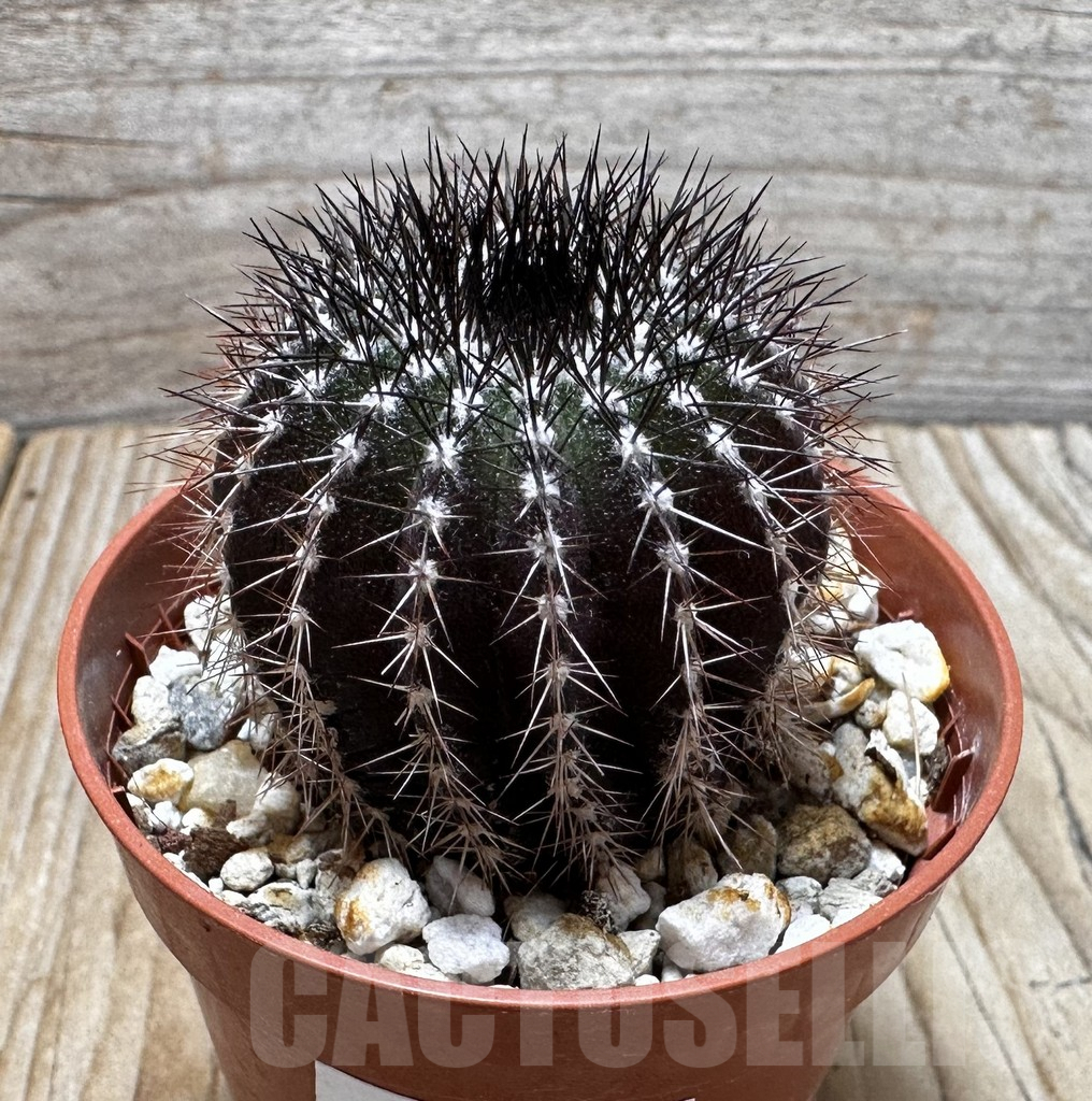 SHPR37701 Uebelmannia pectinifera, own roots - Image 2