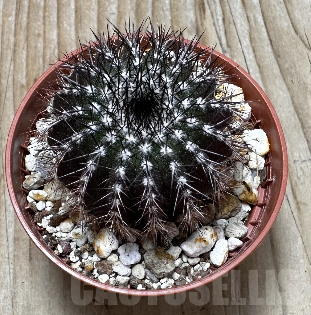 SHPR37701 Uebelmannia pectinifera, own roots - Image 3