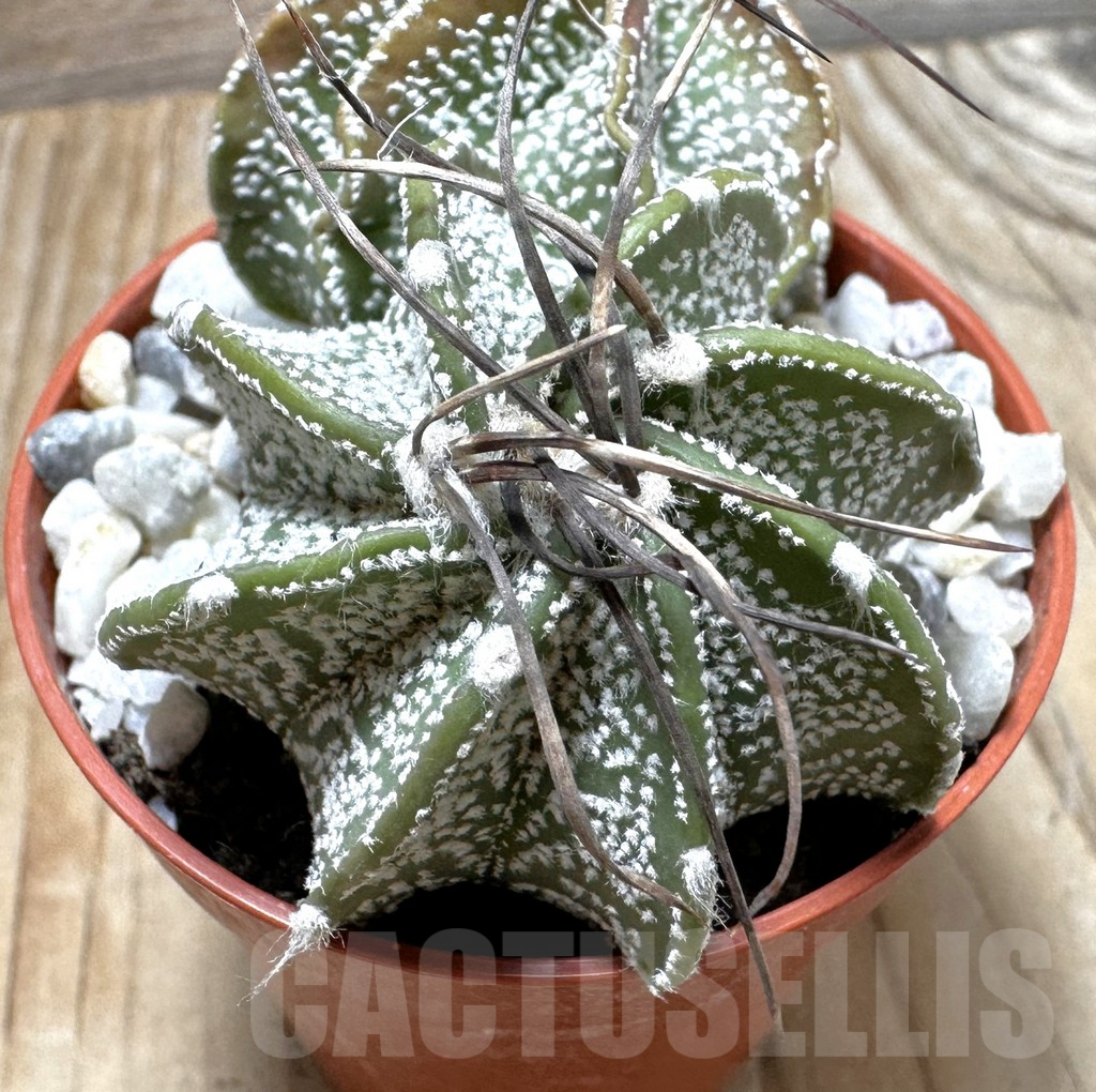 SHPR37702 Astrophytum capricorne mix