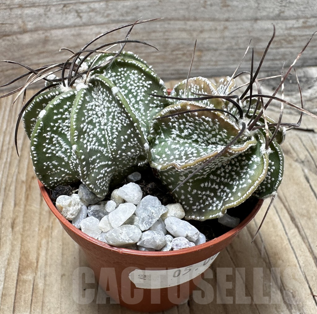 SHPR37702 Astrophytum capricorne mix - immagine 2