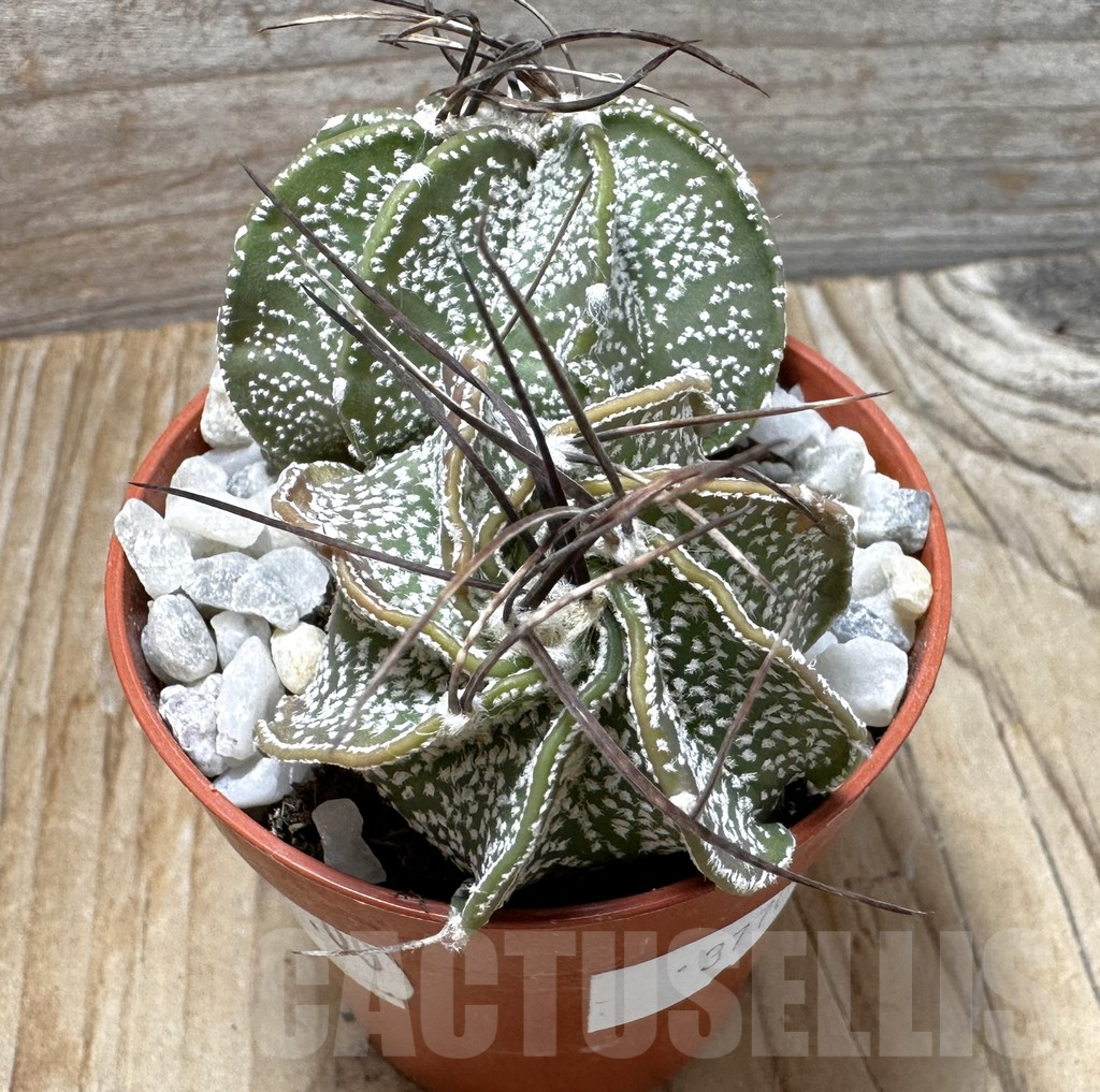 SHPR37702 Astrophytum capricorne mix - immagine 3