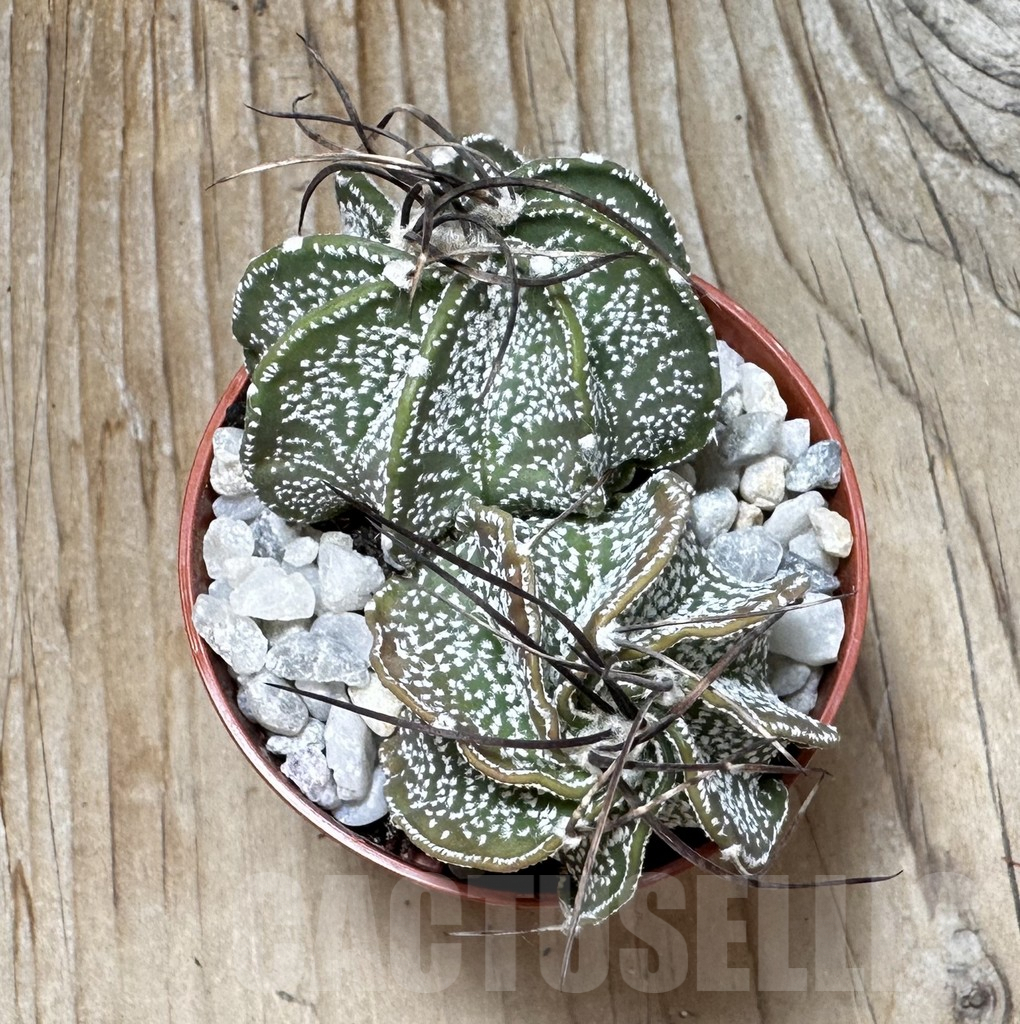 SHPR37702 Astrophytum capricorne mix - immagine 4