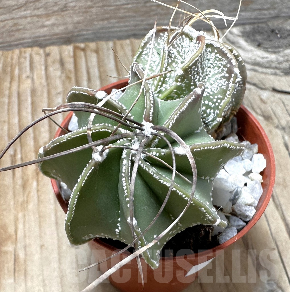 SHPR37703 Astrophytum capricorne mix