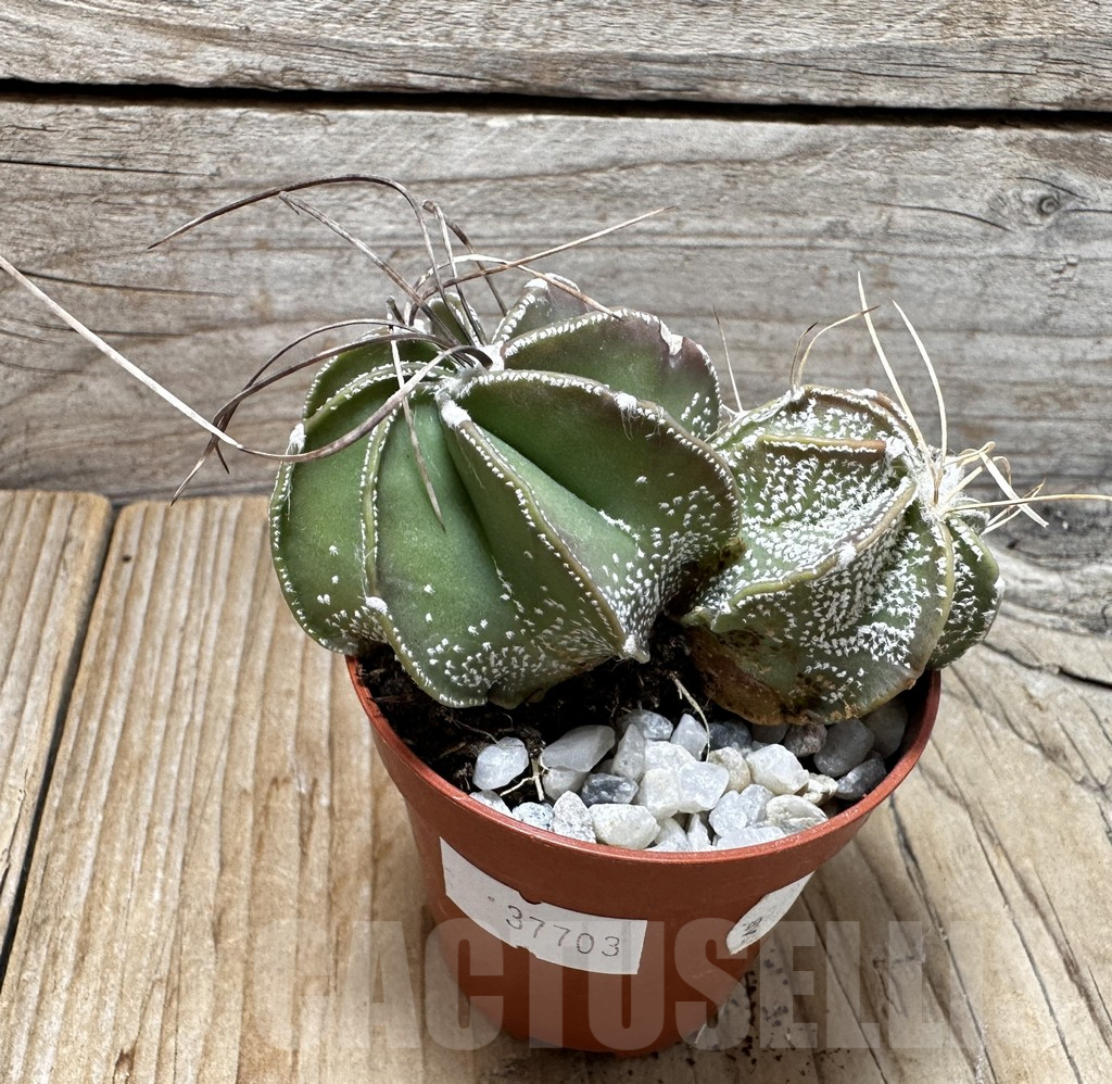 SHPR37703 Astrophytum capricorne mix - Image 2