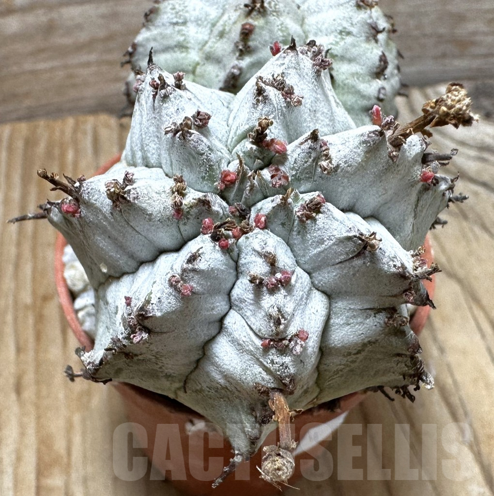 SHPR37705 Euphorbia horrida ‘Alba’ seedling