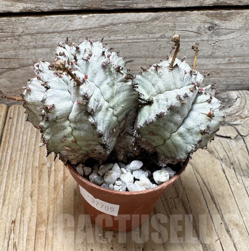 SHPR37705 Euphorbia horrida ‘Alba’ seedling - Obrázek 2