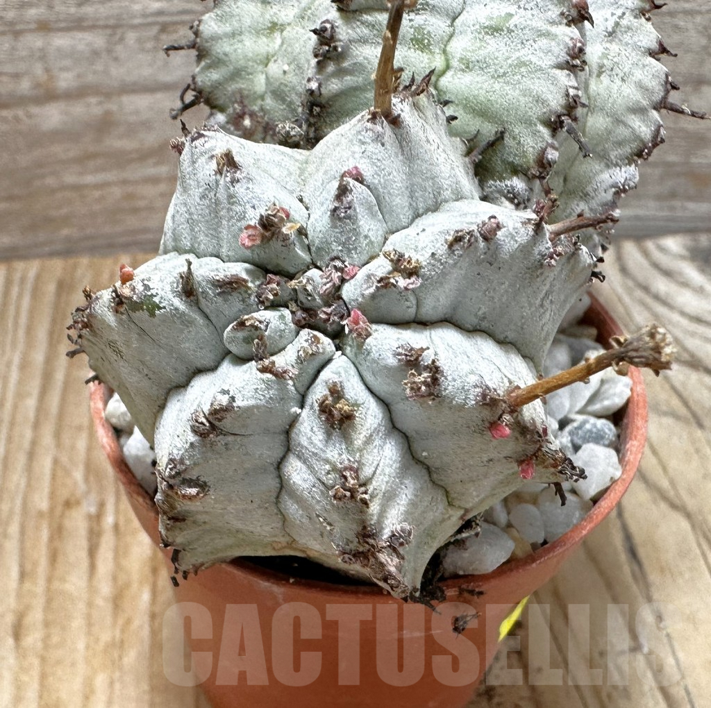 SHPR37705 Euphorbia horrida ‘Alba’ seedling - Obrázek 3