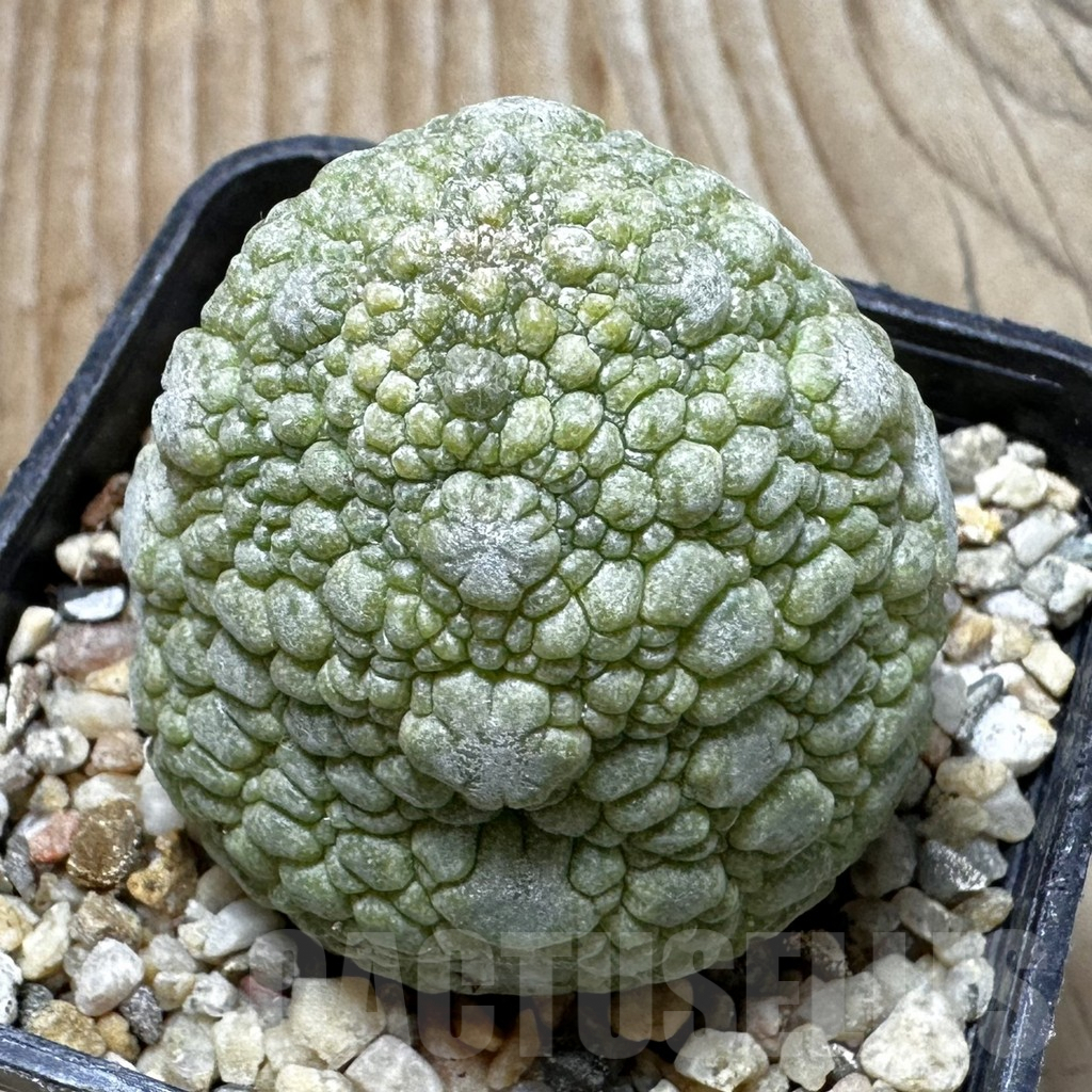 SHPR37616 Pseudolithos migiurtinus