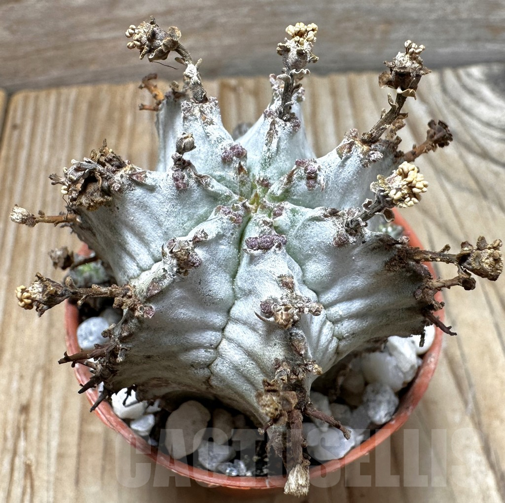 SHPR37706 Euphorbia horrida ‘Alba’ seedling