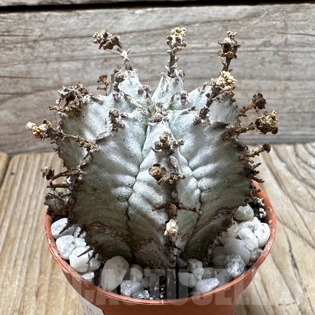 SHPR37706 Euphorbia horrida ‘Alba’ seedling - Obrázek 2