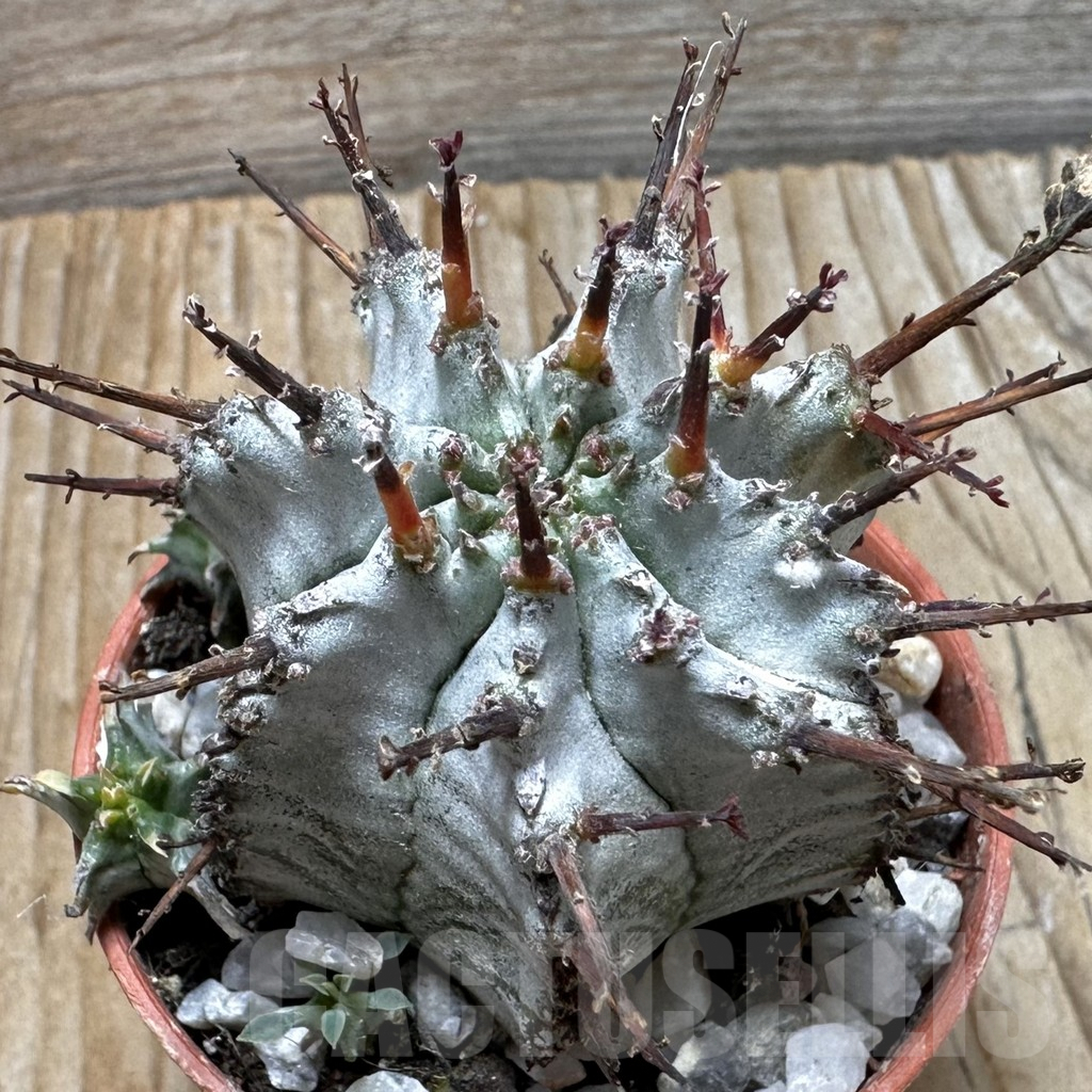 SHPR37707 Euphorbia horrida ‘Alba’ seedling
