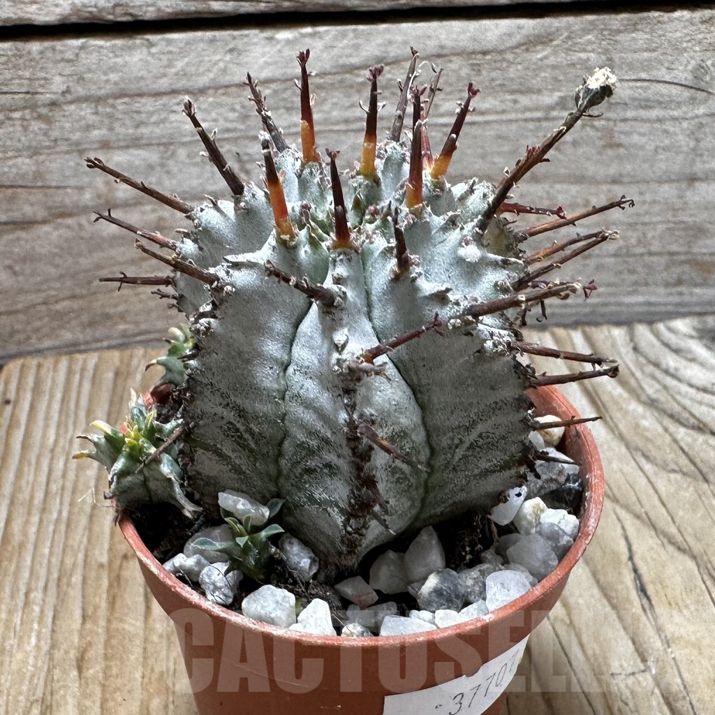 SHPR37707 Euphorbia horrida ‘Alba’ seedling - Obrázek 2