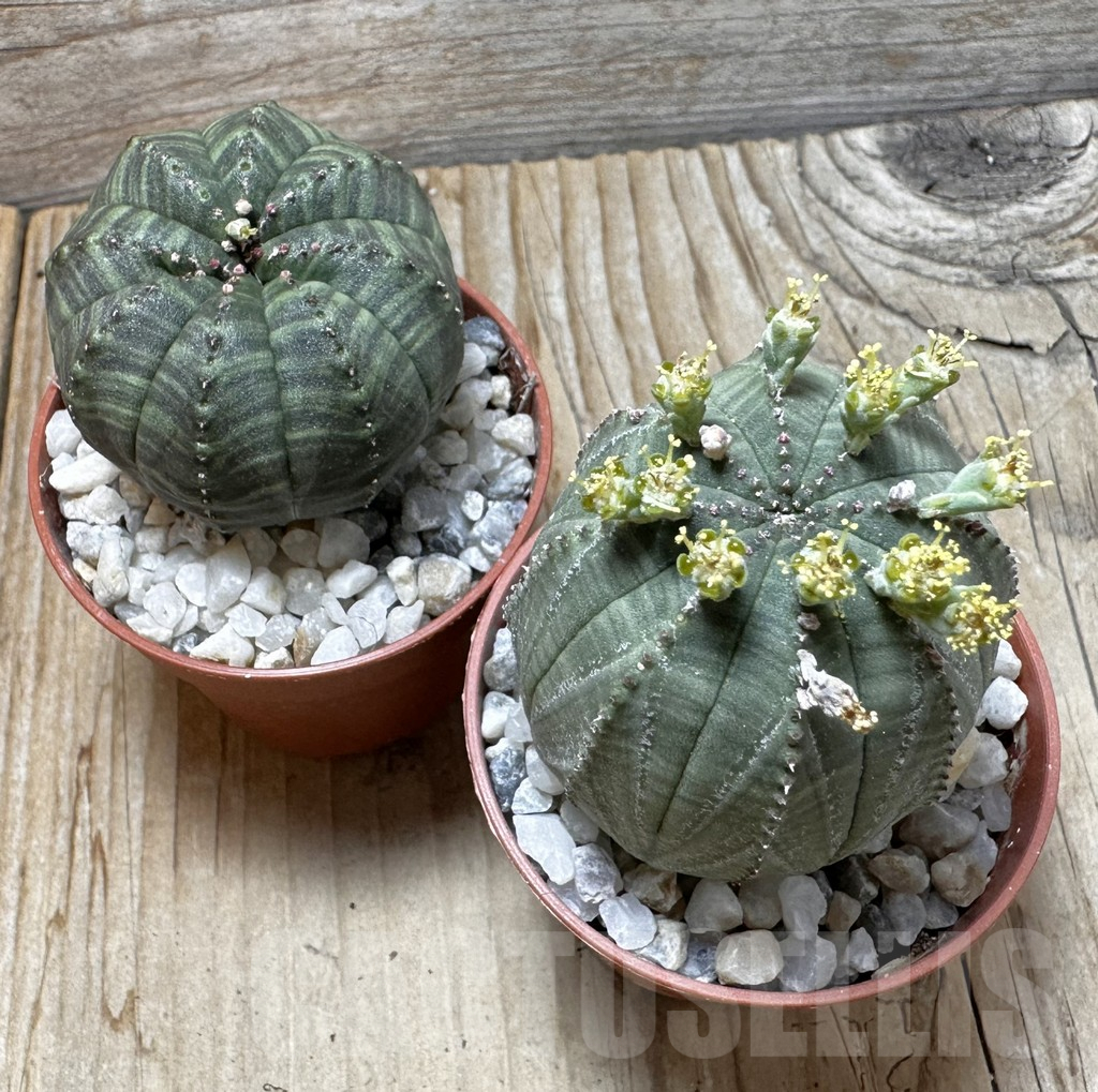 SET189 Euphorbia obesa ♀ ♂, 2 plants - Obrázek 3