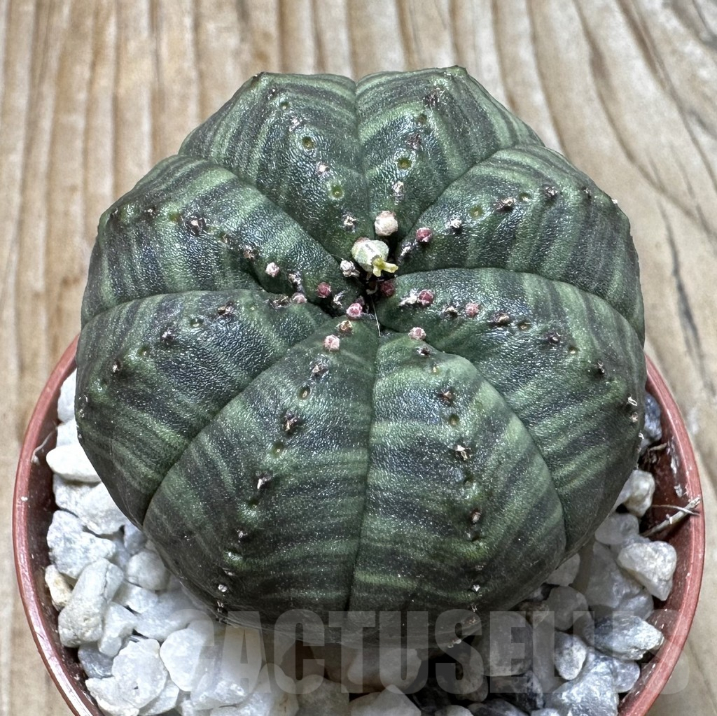 SET189 Euphorbia obesa ♀ ♂, 2 plants