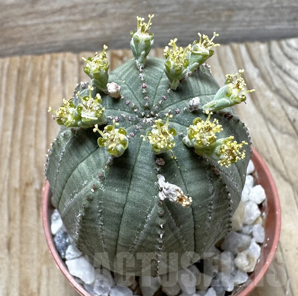 SET189 Euphorbia obesa ♀ ♂, 2 plants - Obrázek 2
