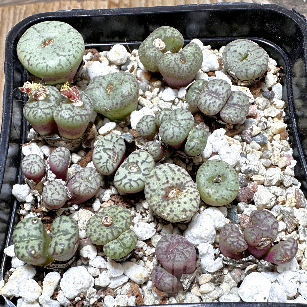 SHPR37611 Conophytum obcordellum mix, seedling - Image 2
