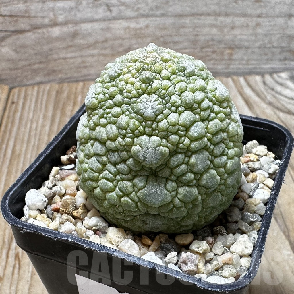 SHPR37616 Pseudolithos migiurtinus - Image 2