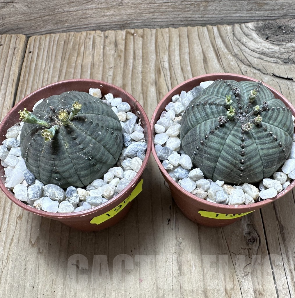 SET190 Euphorbia obesa ♀ ♂, 2 plants - Obrázek 3