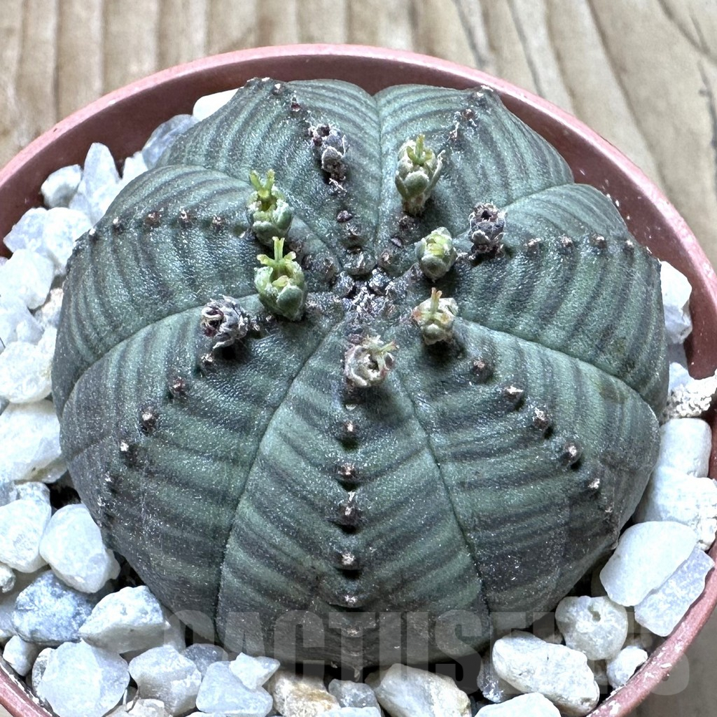 SET190 Euphorbia obesa ♀ ♂, 2 plants
