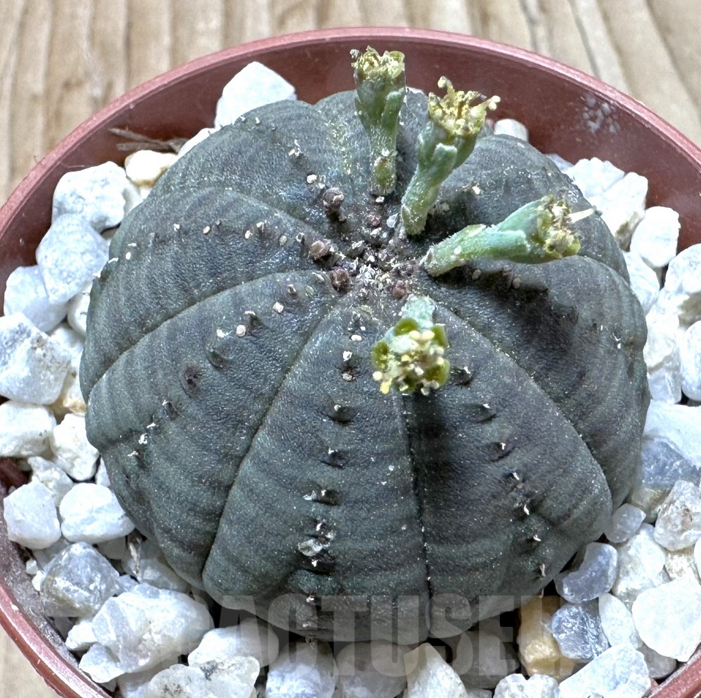 SET190 Euphorbia obesa ♀ ♂, 2 plants - Obrázek 2