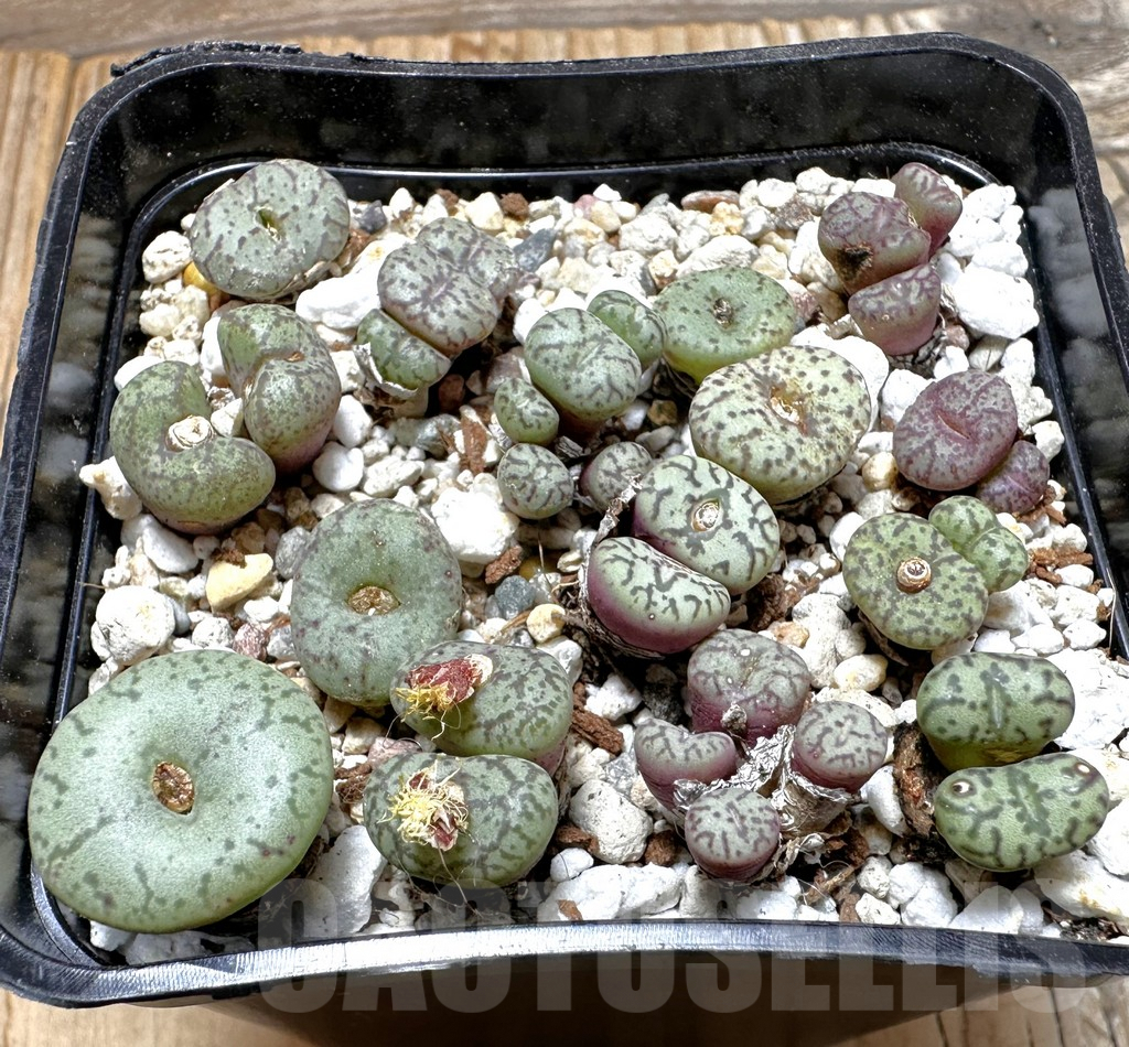 SHPR37611 Conophytum obcordellum mix, seedling