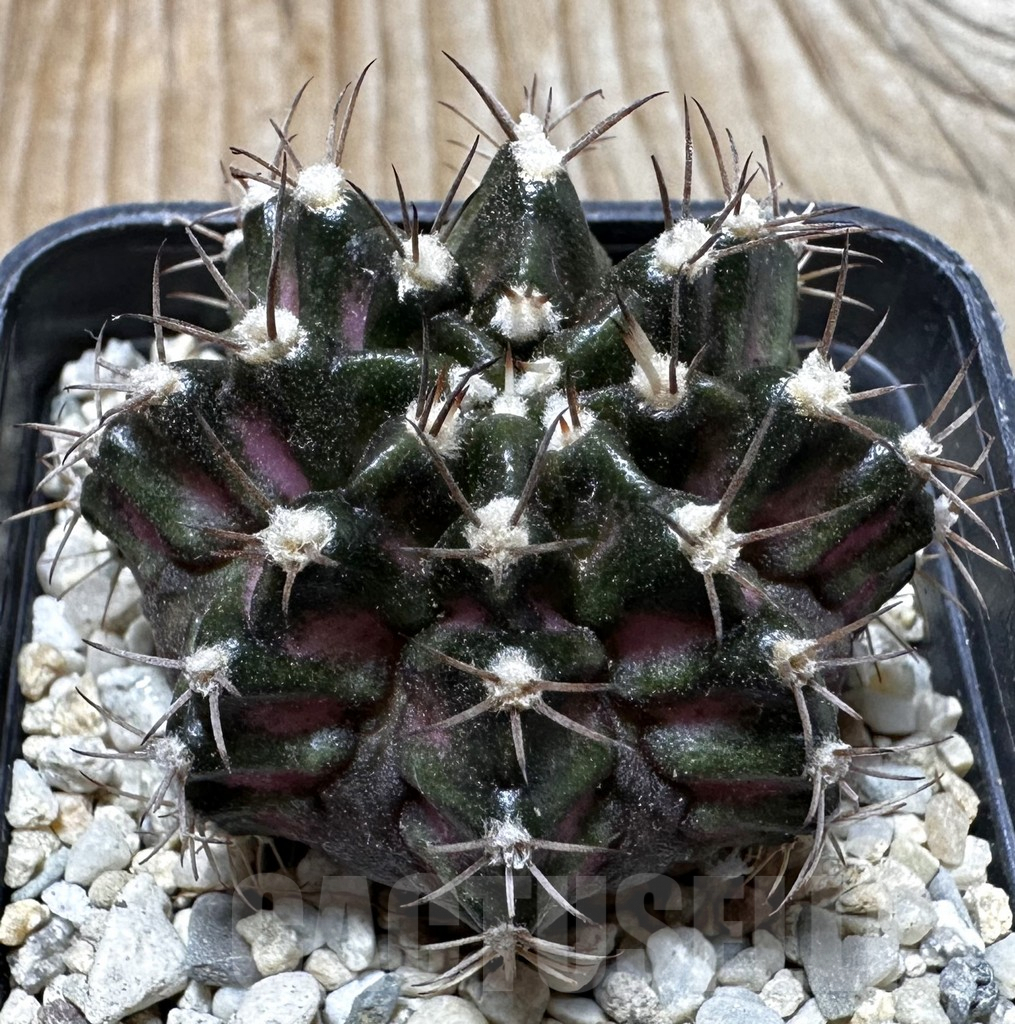 SHPR37621 Gymnocalycium mihanovichii T-lux