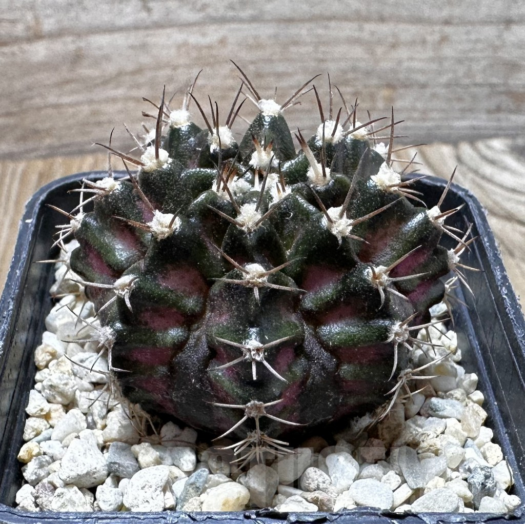 SHPR37621 Gymnocalycium mihanovichii T-lux - Image 2