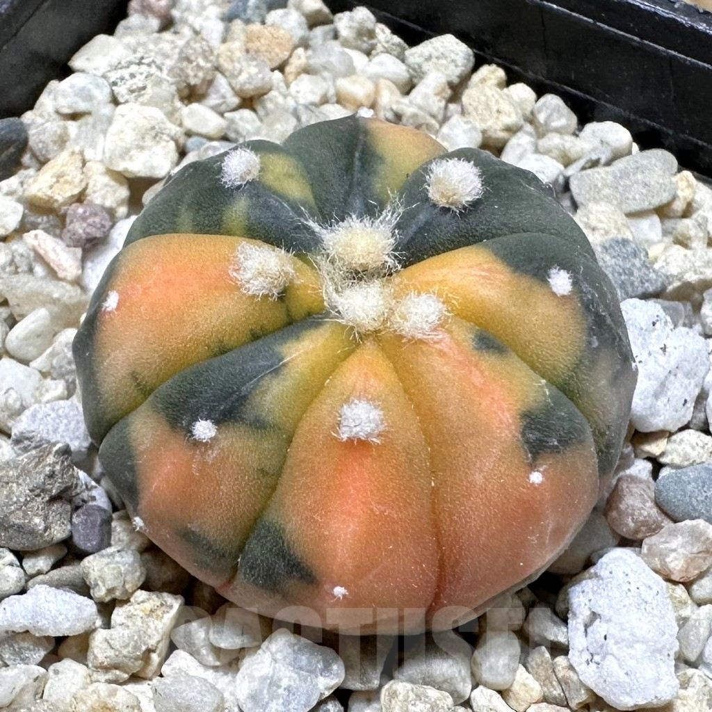 SHPR37622 Astrophytum asterias ‘Red Purple Skin’ f. variegata