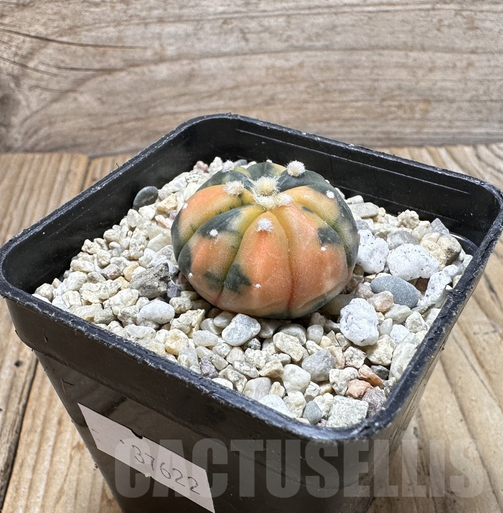 SHPR37622 Astrophytum asterias ‘Red Purple Skin’ f. variegata - Image 2