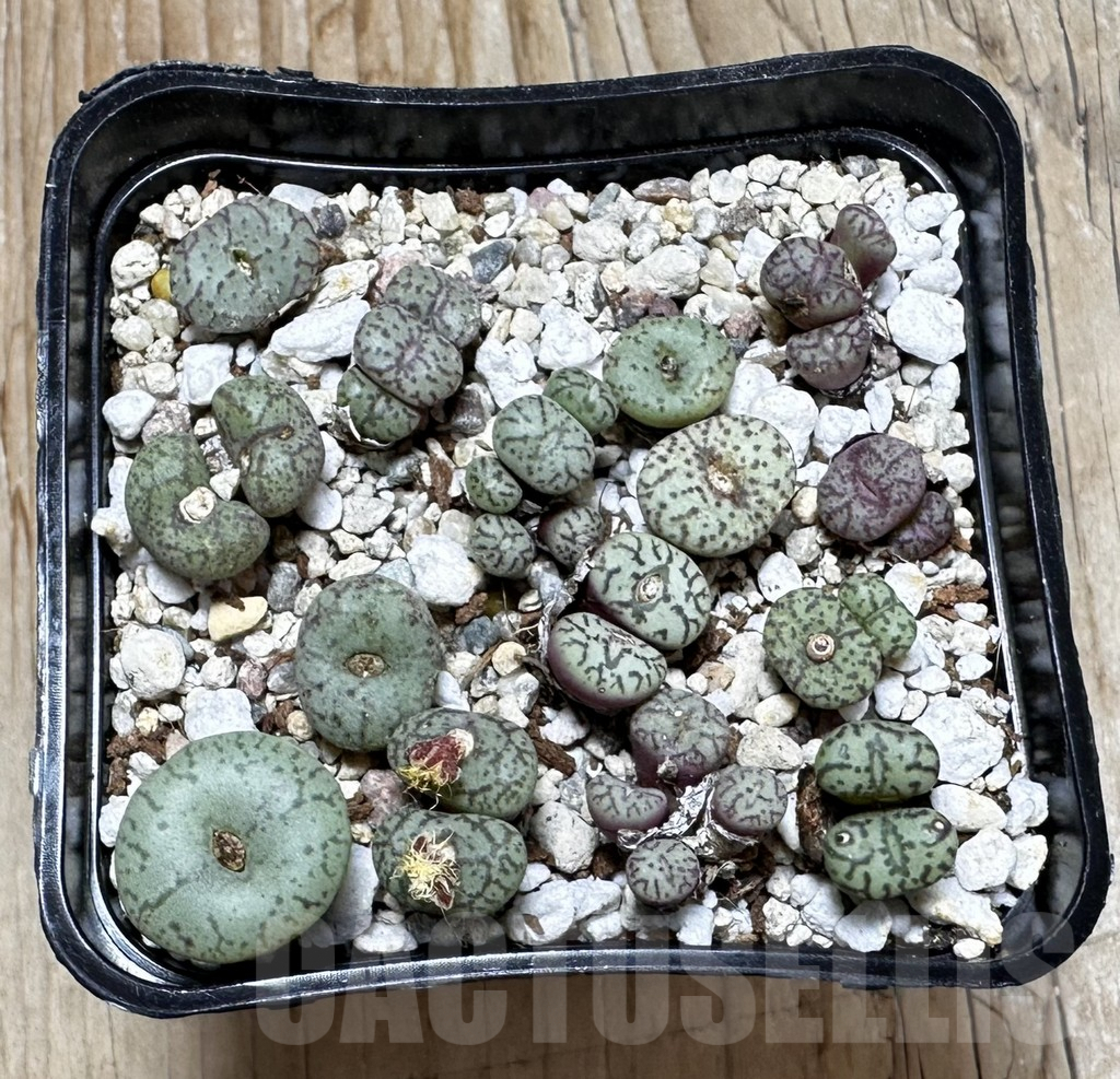 SHPR37611 Conophytum obcordellum mix, seedling - Image 3