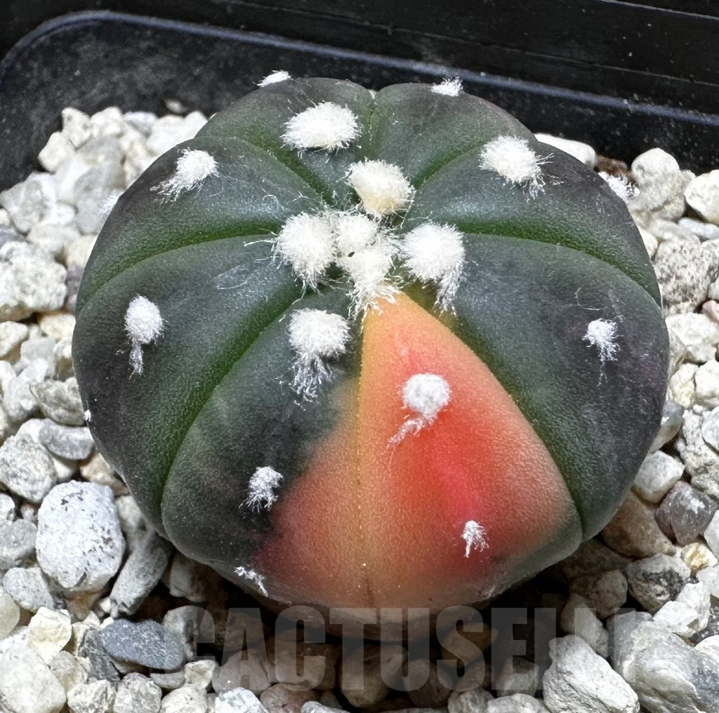 SHPR37624 Astrophytum asterias ‘Red Purple Skin’ f. variegata