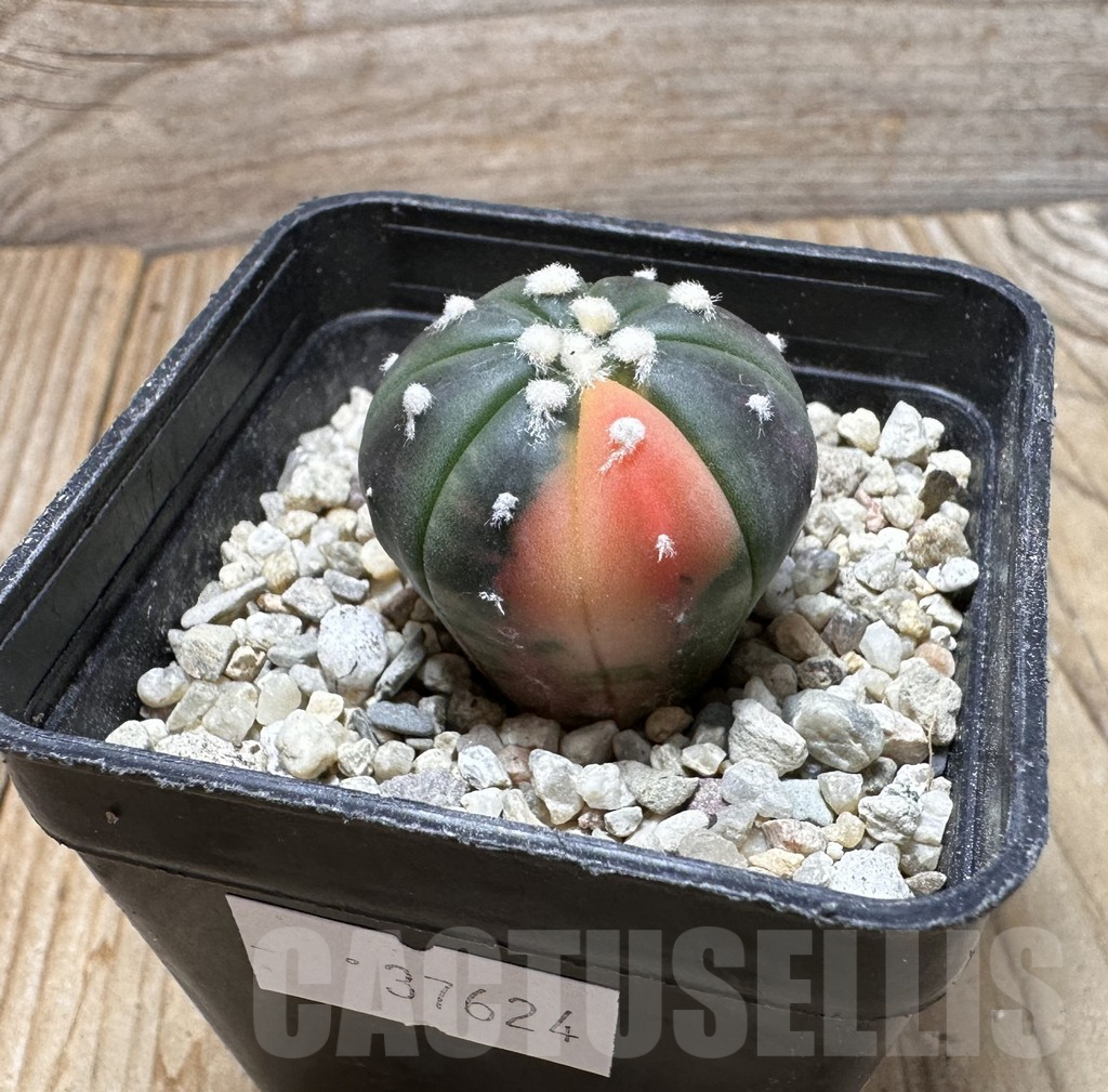 SHPR37624 Astrophytum asterias ‘Red Purple Skin’ f. variegata - Image 2
